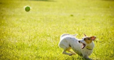 Warum man eine Hundekrankenversicherung haben muss